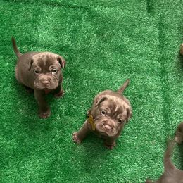 Chinese Shar-Pei and Companion Cross Puppies from Mini Hippo Land