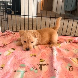 Howie - Wheaten male Scottish Terrier puppy in Victorville, California from Santas Scotties