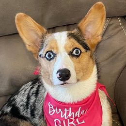 American Corgis and Pembroke Welsh Corgis from Tank’s AKC & CKC Corgis
