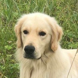 Trout - Golden Retriever
