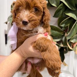 Olympia - Red  female Goldendoodle puppy in Mesa, Arizona from Twinkle MiniDoodles