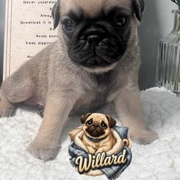 Willard - Fawn male Pug puppy in Martville, New York from Hug a Pug LLC