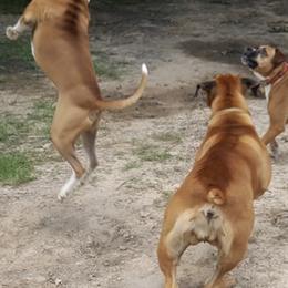 Boerboels from BigBore Bowrboels