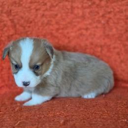 Camilo - Sable and white male American Corgi puppy in Tallahassee, Florida from Koko's Korgis