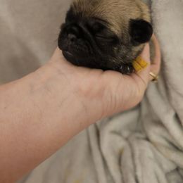 Yellow - Fawn male Pug puppy in Tallapoosa, Georgia from West Georgia Pugs