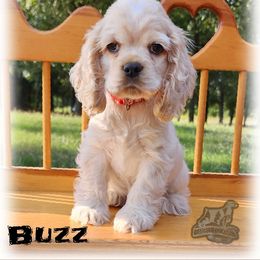 Cocker Spaniel Puppies from Gambill's Cocker Spaniel Cuties