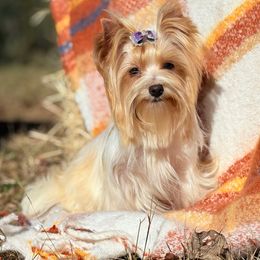 Petit Bijou Lulu Lemon (Russian Salon Dog) - Black tan and white female Biewer Terrier puppy in Iva, South Carolina from Petit Bijou