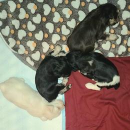 Miniature Schnauzer puppies from Kristy's French Bulldogs & Mini Schnauzers