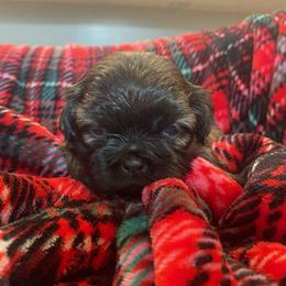 Shih Tzu Puppies from AKC Shih Tzu Champion Line Puppies