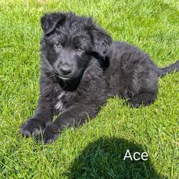 Ace - Black male German Shepherd puppy in Waterloo, New York from Von Nikolaos German Shepherds