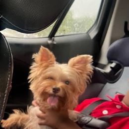 Beary - Yorkshire Terrier