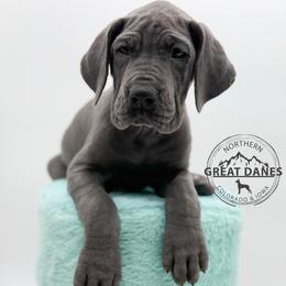 Sally - Blue female Great Dane puppy in Sac City, Iowa from Northern Great Danes of Colorado & Iowa