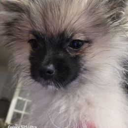 Maui not from Hawaii. California - Wolf sable male Pomeranian puppy in El Centro, California from BabyBooPoms