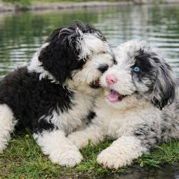 Sheepadoodle puppies from Sutton Place Doodles