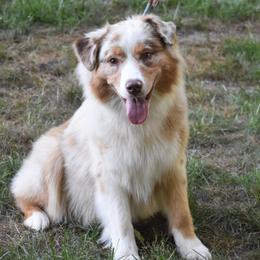 Glory - Australian Shepherd
