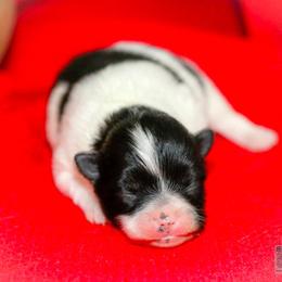 Janey - Black parti female Pomeranian puppy in Bremen, Indiana from AMS Pomeranians and Pomskies in Indiana