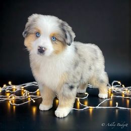 Outlaw - Blue merle male Miniature American Shepherd puppy in Omaha, Arkansas from Ashland Miniature American Shepherds & Miniature Australian Shepherds