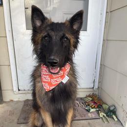 Belgian Tervuren Puppies from SoDak Belgians/ Protégé Belgians