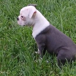 Boy 2 - Boston Terrier puppy in Chickamauga, Georgia from Aiguier's Bostons