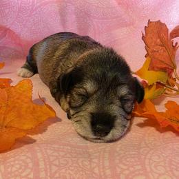 Girl 2 - Salt and pepper female Miniature Schnauzer puppy in Long Prairie, Minnesota from Dorie's Mini Schnauzers