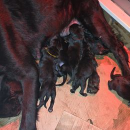 Blue craze - Black male German Shepherd puppy in Roy, Washington from Diwaids Working German Shepherd Dogs