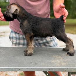 PS Boy 1 - Pepper and salt male Giant Schnauzer puppy in Bois D’arc, Missouri from Down Low Kennels
