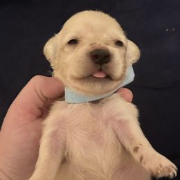 Dachshund Puppies from KT Canines, LLC