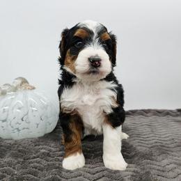 Bandit - Tri-color male Bernedoodle puppy in Granton, Wisconsin from Rose River Farms