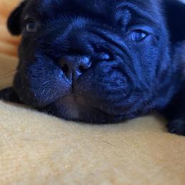 French Bulldogs from North Fork Frenchies