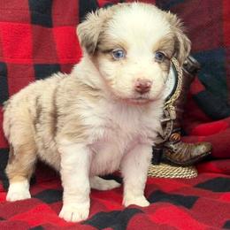 Zeek - Red merle male Australian Shepherd puppy in Boise, Idaho from Black Canyon Corral Aussies