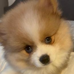 Lady Marmalade - Orange parti female Pomeranian puppy in Palatka, Florida from Sugarland Pomeranians