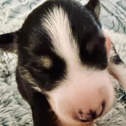 Sheldon - Black and white male Pomsky puppy in Cumberland County, Pennsylvania from M&L Pomskies