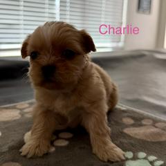 Charlie - Gold and white female Shorkie puppy in San Tan Valley, Arizona from Great Mates