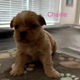 Charlie - Gold and white female Shorkie puppy in San Tan Valley, Arizona from Great Mates