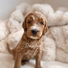 Obi-Wan - Apricot male Goldendoodle puppy in Gilbert, Arizona from Doodle Bliss