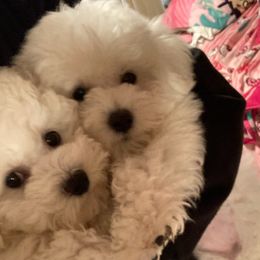 Boy 3 - male Bichon Frise puppy in Canyon Lake, California from Fairspride Bichon Frises
