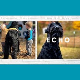 Giant Schnauzers from K & C Giants