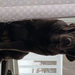 Spyce  - Labrador Retriever