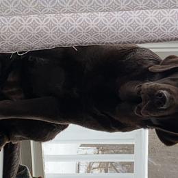 Spyce  - Labrador Retriever