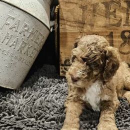 Goldendoodle Puppies from Cocoa Doodles