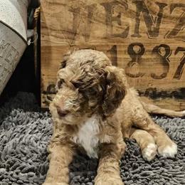Goldendoodle Puppies from Cocoa Doodles