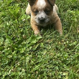 Red male 2 - Red mottled male Australian Cattle Dog puppy in Apollo, Pennsylvania from Circle V Ranch Cattle Dogs