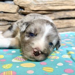 Maia - Blue merle female Australian Shepherd puppy in Red Springs, North Carolina from Julia Rose Ranch