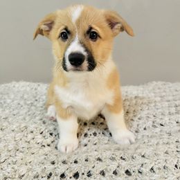 Pembroke Welsh Corgi Puppies from West Coast Corgi