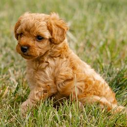 Maple - Cream female Poodle puppy in Narvon, Pennsylvania from Corgi Companions (license number 18998)