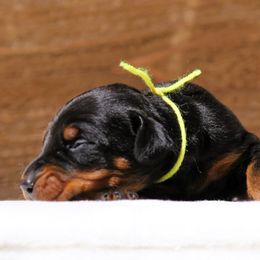 Girl 4 - Black and rust Doberman Pinscher puppy in Rockwall, Texas from Elitehaus