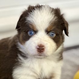 Andovers Liberty Reigns, Libby - Red tri-color female Miniature American Shepherd puppy in Rockford, Illinois from Andover Aussies