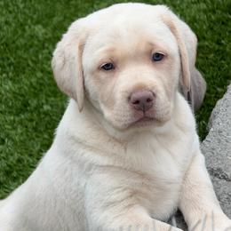Dolly - Champagne female Dilute Retriever puppy in Orangevale, California from NorCal Silver & Coal Labradors