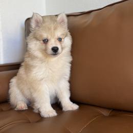 Cashmere - Silver and white male Pomsky puppy in Mesa, Arizona from Platinum Pomskies