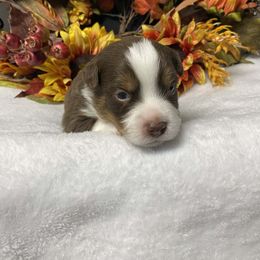 Teeny - Red tri male Miniature Australian Shepherd puppy in Oroville, Washington from High Mountain Aussies